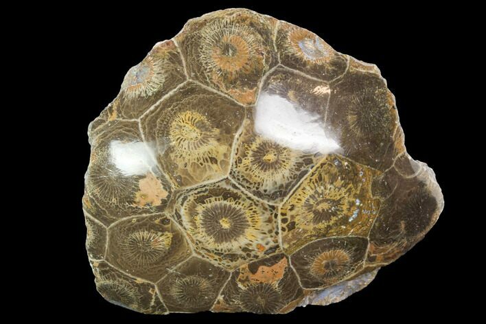 Polished Fossil Coral (Actinocyathus) - Morocco #100642